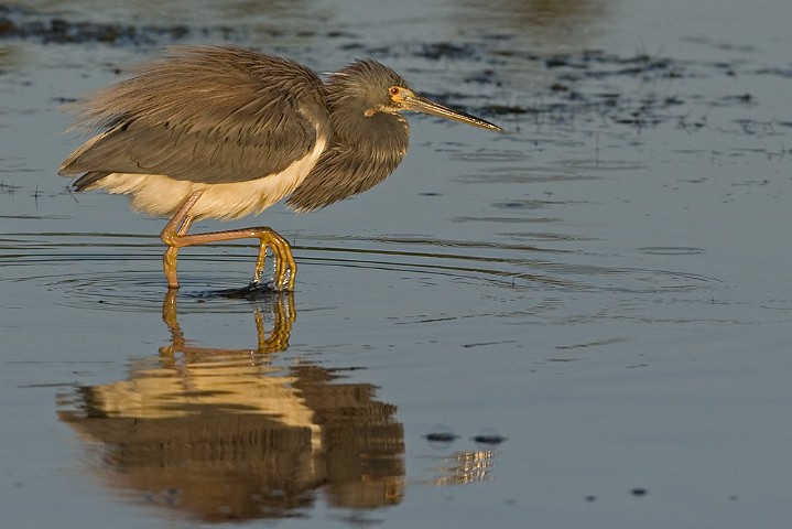 Dreifarbenreiher Egretta tricolor Tricolored Heron